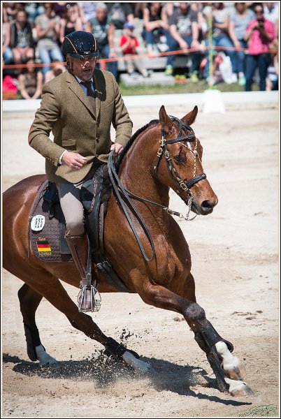 Pferd International 153